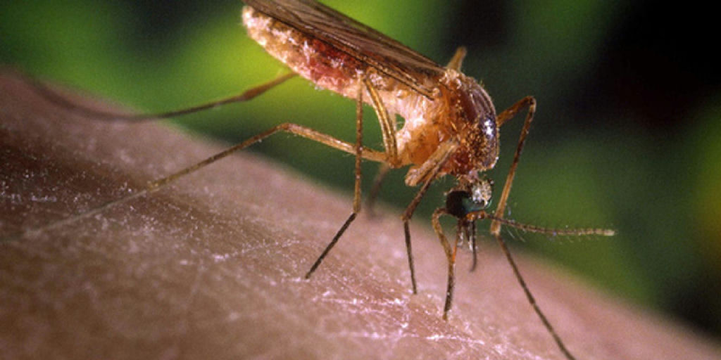 Casos de febre do Nilo Ocidental em São Paulo reforçam alerta nacional