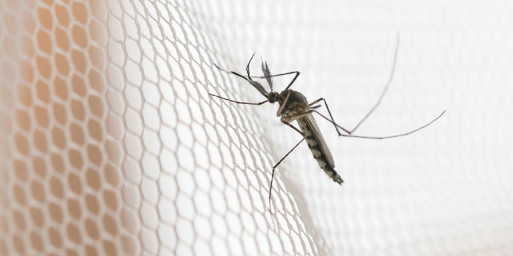 Noroeste paulista lidera ranking de incidência de dengue no estado em 2026