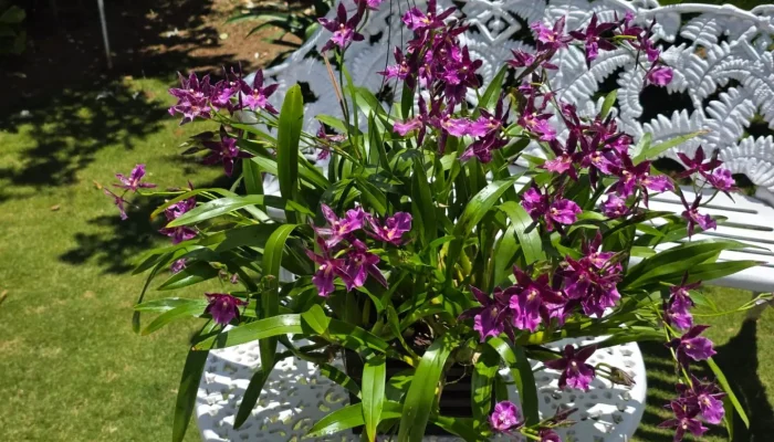 Foto: Exposição de Orquídeas