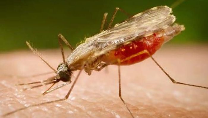 © Portal Biologia/divulgação