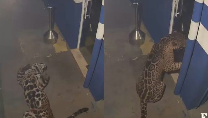 Após susto em empresa no Paraná, onça-pintada viaja a refúgio para formar casal
