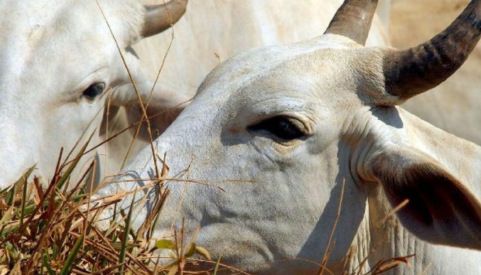 Carne bovina brasileira enfrenta tarifa de 67% para exportação à China