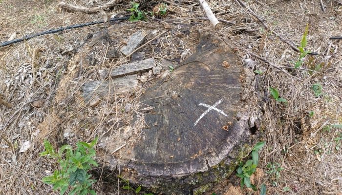 Fazendeiro é multado em r$ 55 mil e investigado por corte de araucárias e desmatamento no Paraná