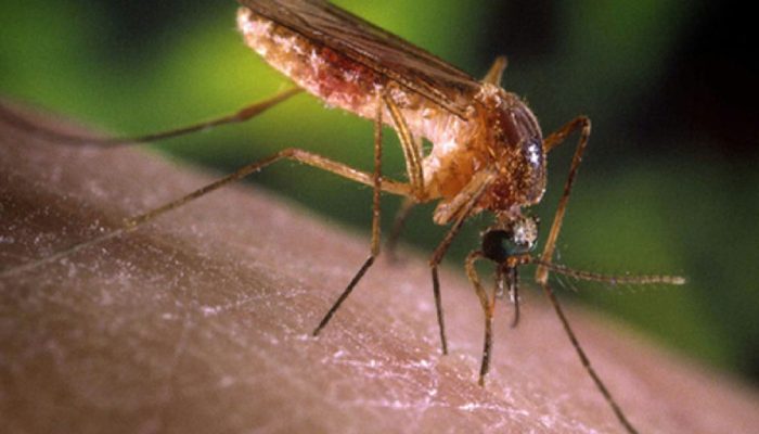 Febre do Nilo Ocidental: São Paulo registra primeiros casos humanos e acende alerta de saúde