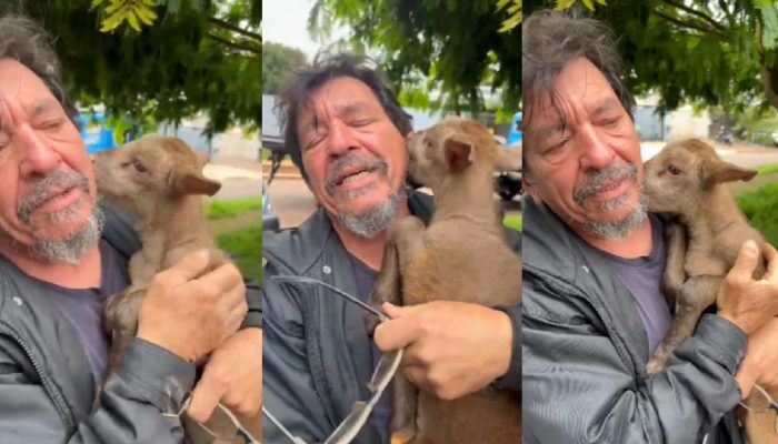Filhote de cabra Fred: o emocionante reencontro em Cascavel que viralizou