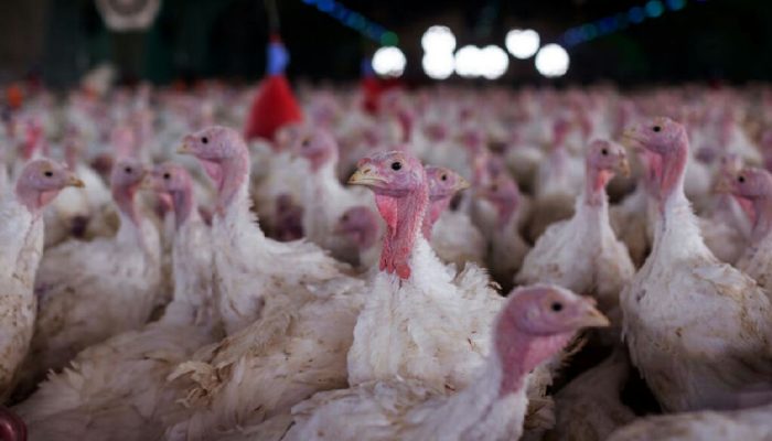 Ministério da Agricultura valida surto de Newcastle em aves catarinenses