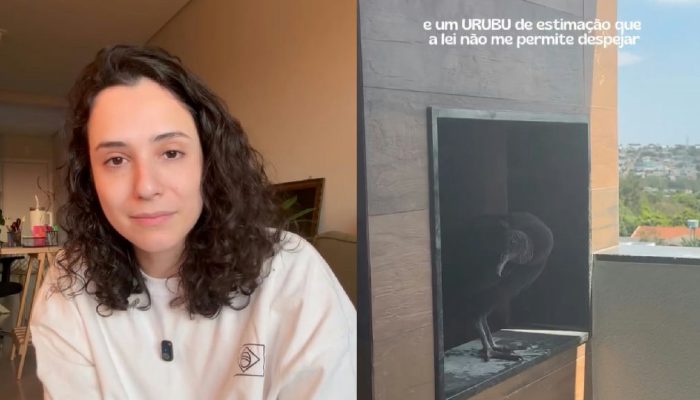 Moradora encontra ninho de urubu em churrasqueira e descobre proteção legal