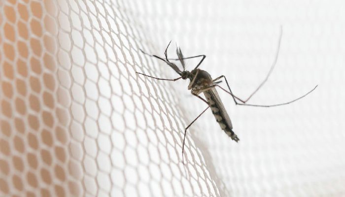 Noroeste paulista lidera ranking de incidência de dengue no estado em 2026