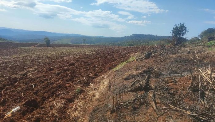 Operação Mata Atlântica em Pé aplica R$ 14,2 milhões em multas no Paraná