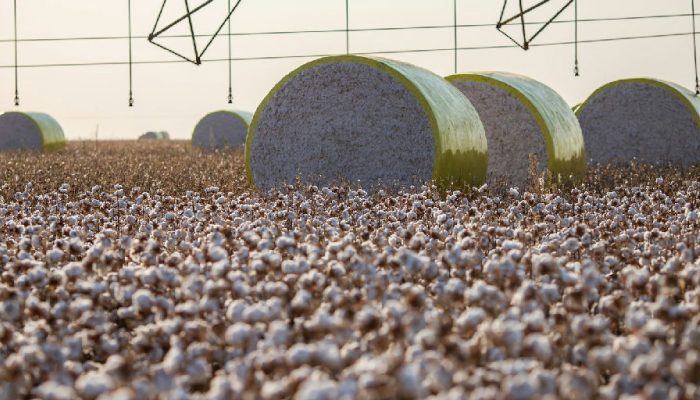 Reconfiguração territorial e dados do IBGE mudam liderança da produção agrícola no Brasil