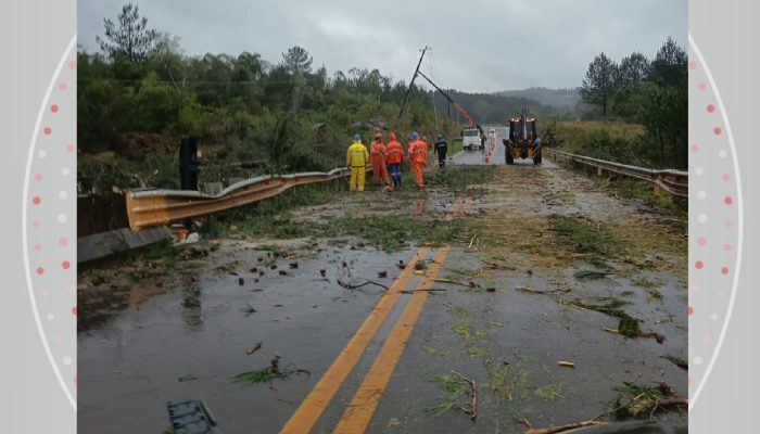 Vendaval causa queda de árvore sobre caminhonete em rodovia do Paraná